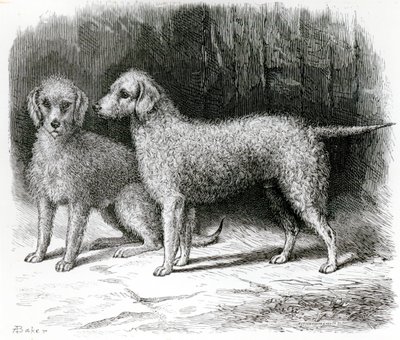 Bedlington Terriers- Mr. F. Armstrongs 